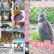 Image for article titled If Cats Watched Porn, I Guess They'd Watch This